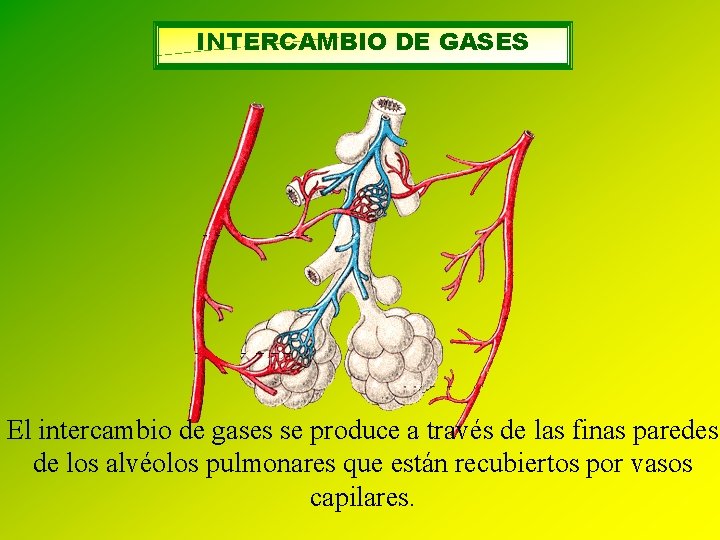 INTERCAMBIO DE GASES El intercambio de gases se produce a través de las finas