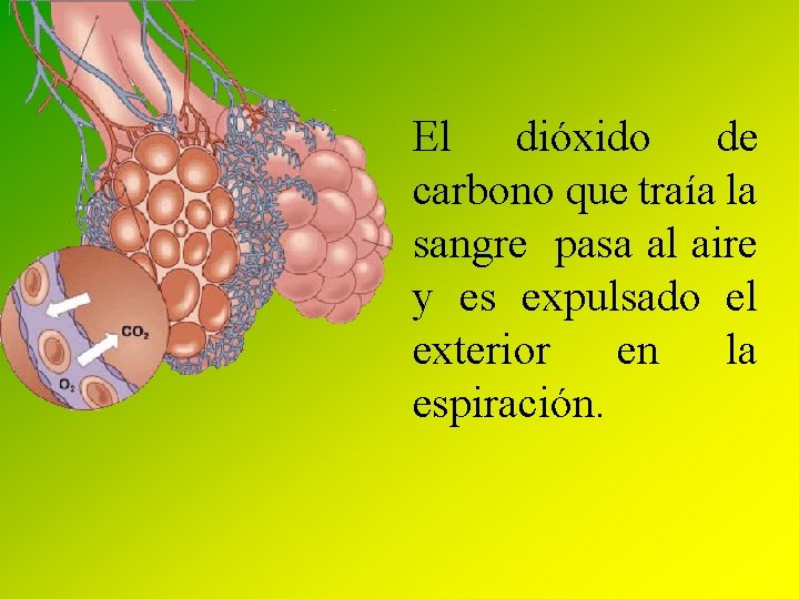 El dióxido de carbono que traía la sangre pasa al aire y es expulsado