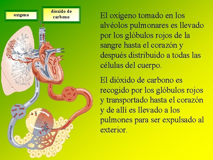 oxígeno dióxido de carbono El oxígeno tomado en los alvéolos pulmonares es llevado por