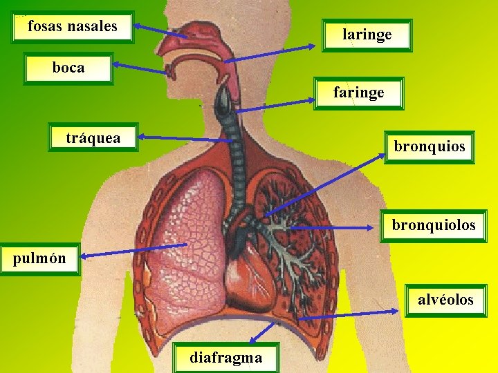 fosas nasales laringe boca faringe tráquea bronquios bronquiolos pulmón alvéolos diafragma 
