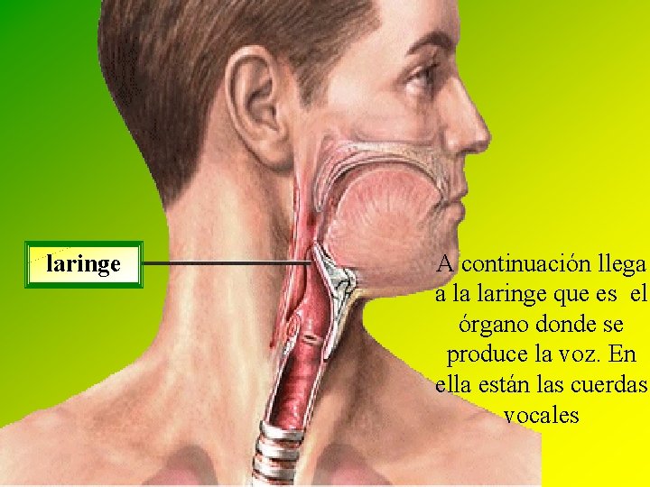 laringe A continuación llega a la laringe que es el órgano donde se produce