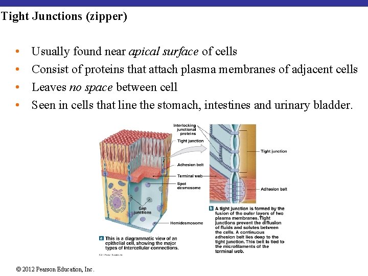 Tight Junctions (zipper) • • Usually found near apical surface of cells Consist of