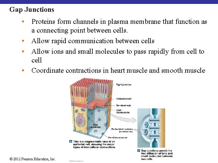 Gap Junctions • Proteins form channels in plasma membrane that function as a connecting