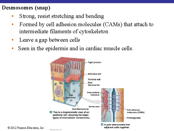 Desmosomes (snap) • Strong, resist stretching and bending • Formed by cell adhesion molecules