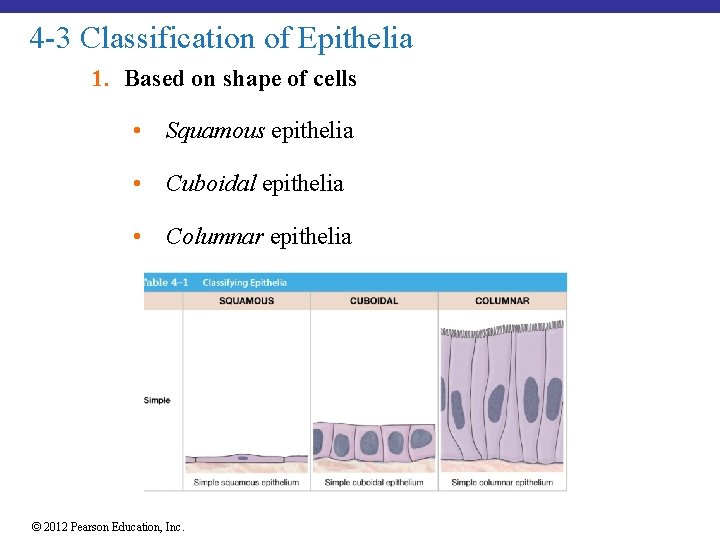 4 -3 Classification of Epithelia 1. Based on shape of cells • Squamous epithelia