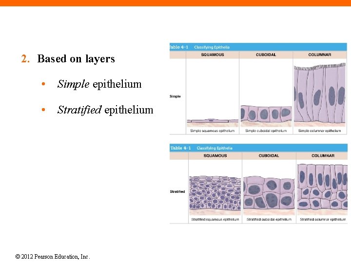 2. Based on layers • Simple epithelium • Stratified epithelium © 2012 Pearson Education,