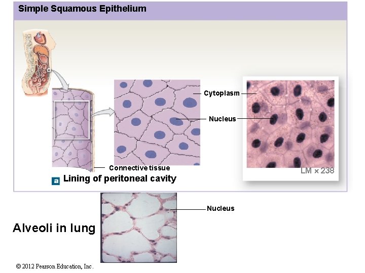 Simple Squamous Epithelium Cytoplasm Nucleus Connective tissue LM 238 Lining of peritoneal cavity Nucleus