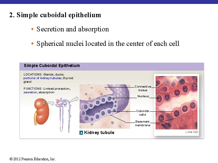 2. Simple cuboidal epithelium • Secretion and absorption • Spherical nuclei located in the