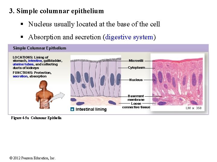 3. Simple columnar epithelium § Nucleus usually located at the base of the cell