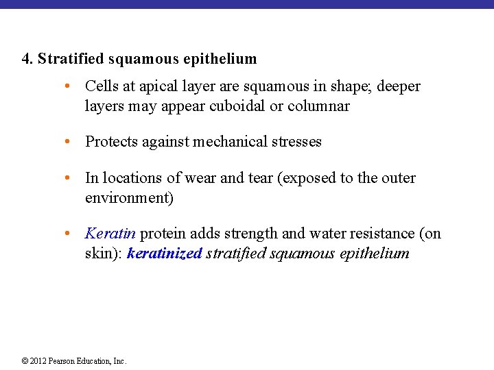 4. Stratified squamous epithelium • Cells at apical layer are squamous in shape; deeper