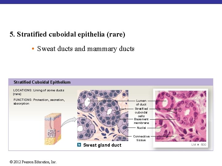 5. Stratified cuboidal epithelia (rare) • Sweat ducts and mammary ducts Stratified Cuboidal Epithelium