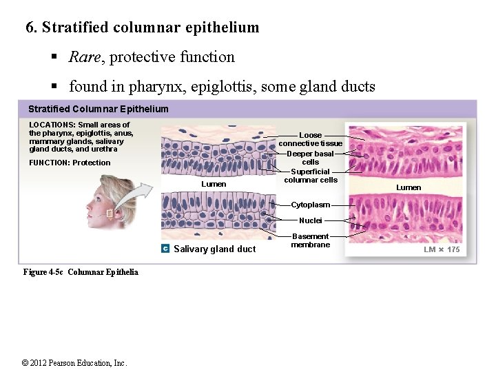 6. Stratified columnar epithelium § Rare, protective function § found in pharynx, epiglottis, some