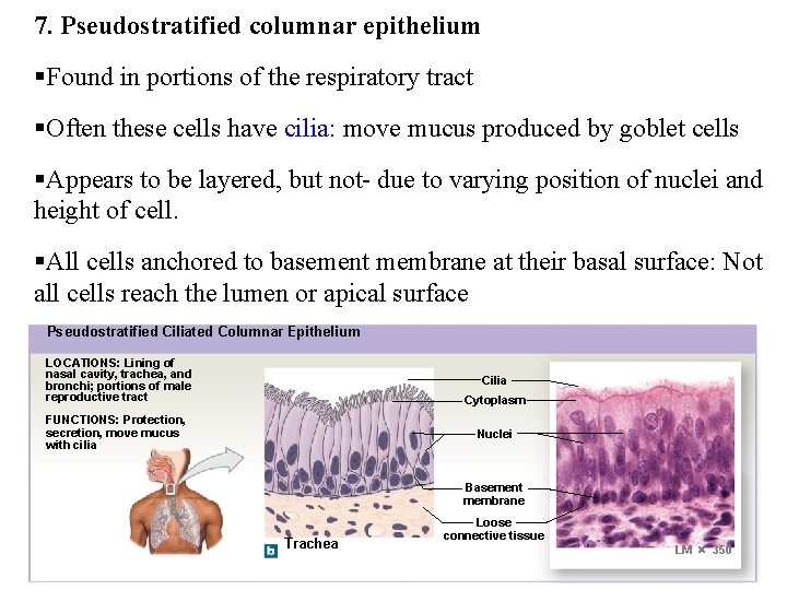 7. Pseudostratified columnar epithelium §Found in portions of the respiratory tract §Often these cells