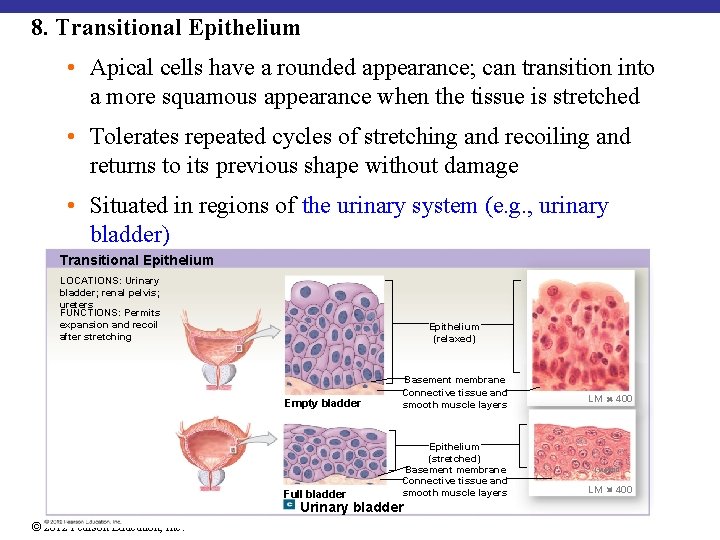 8. Transitional Epithelium • Apical cells have a rounded appearance; can transition into a