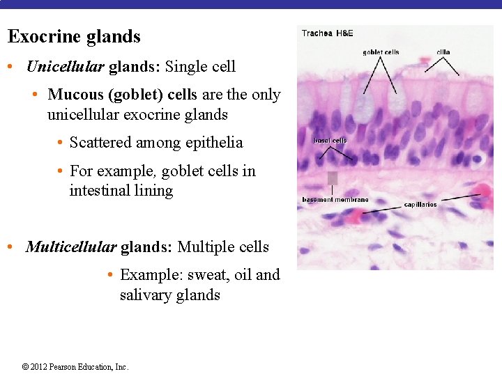 Exocrine glands • Unicellular glands: Single cell • Mucous (goblet) cells are the only