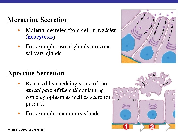 Merocrine Secretion • Material secreted from cell in vesicles (exocytosis) • For example, sweat