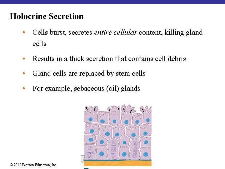Holocrine Secretion • Cells burst, secretes entire cellular content, killing gland cells • Results