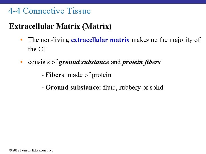 4 -4 Connective Tissue Extracellular Matrix (Matrix) • The non-living extracellular matrix makes up