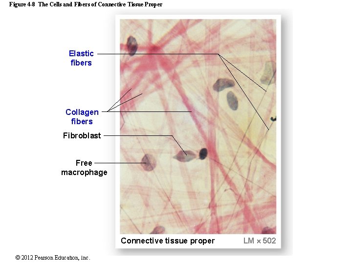 Figure 4 -8 The Cells and Fibers of Connective Tissue Proper Elastic fibers Collagen