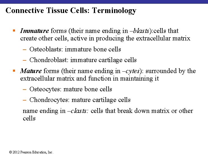 Connective Tissue Cells: Terminology § Immature forms (their name ending in –blasts): cells that