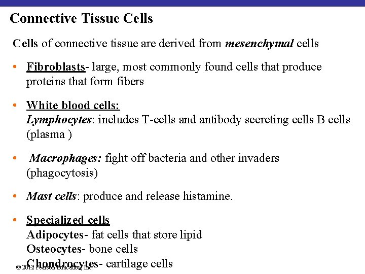 Connective Tissue Cells of connective tissue are derived from mesenchymal cells • Fibroblasts- large,