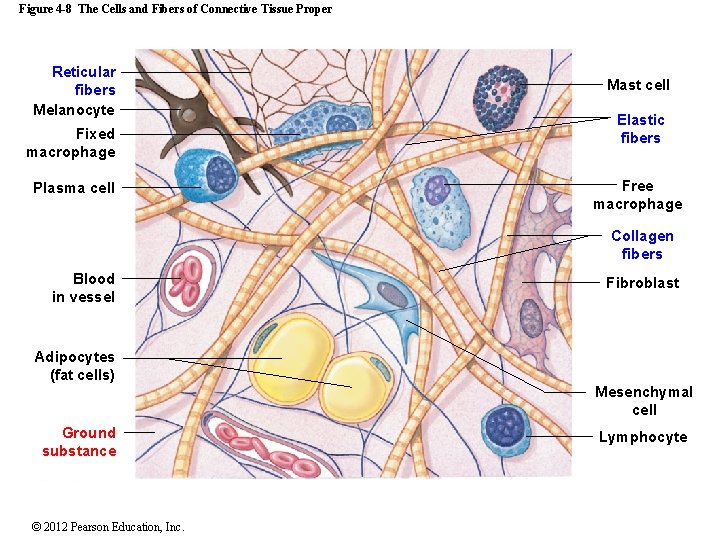 Figure 4 -8 The Cells and Fibers of Connective Tissue Proper Reticular fibers Melanocyte