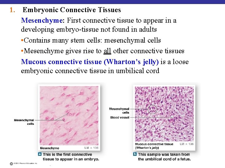 1. Embryonic Connective Tissues Mesenchyme: First connective tissue to appear in a developing embryo-tissue