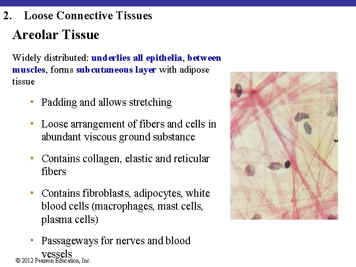 2. Loose Connective Tissues Areolar Tissue Widely distributed: underlies all epithelia, between muscles, forms