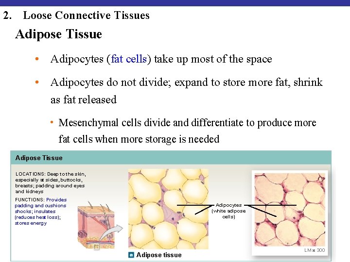 2. Loose Connective Tissues Adipose Tissue • Adipocytes (fat cells) take up most of