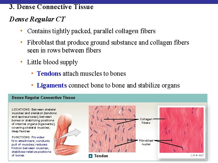 3. Dense Connective Tissue Dense Regular CT • Contains tightly packed, parallel collagen fibers