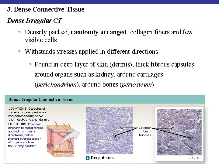 3. Dense Connective Tissue Dense Irregular CT • Densely packed, randomly arranged, collagen fibers