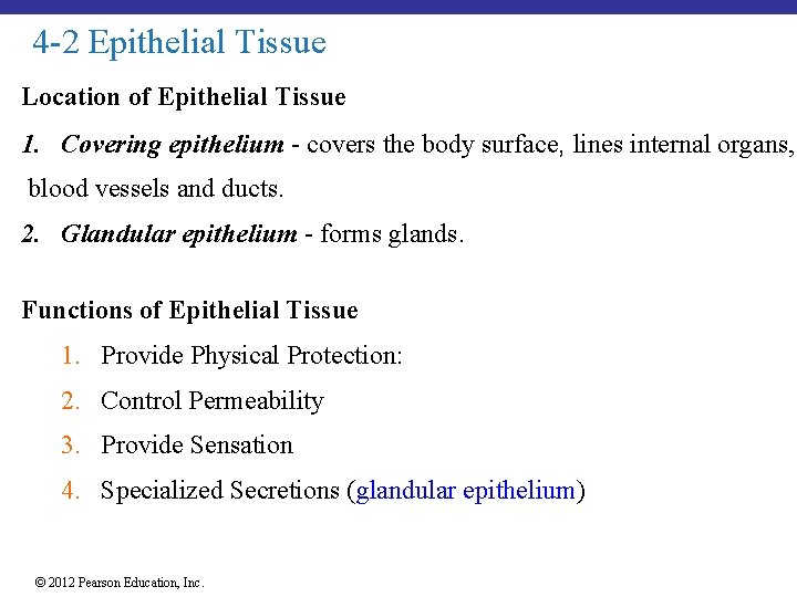 4 -2 Epithelial Tissue Location of Epithelial Tissue 1. Covering epithelium - covers the