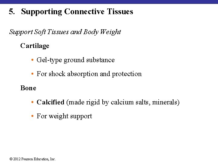 5. Supporting Connective Tissues Support Soft Tissues and Body Weight Cartilage • Gel-type ground