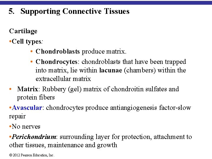 5. Supporting Connective Tissues Cartilage • Cell types: • Chondroblasts produce matrix. • Chondrocytes: