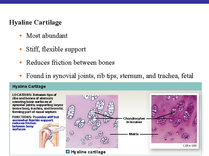 Hyaline Cartilage • Most abundant • Stiff, flexible support • Reduces friction between bones