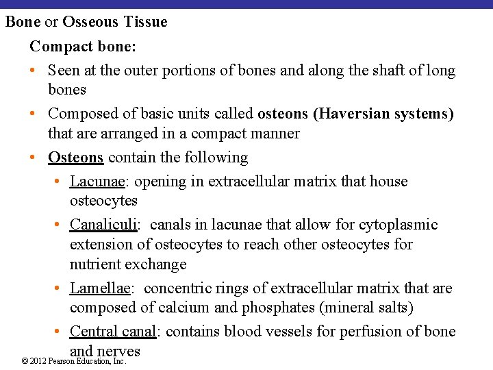 Bone or Osseous Tissue Compact bone: • Seen at the outer portions of bones