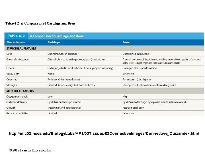 Table 4 -2 A Comparison of Cartilage and Bone http: //imc 02. hccs. edu/Biology.