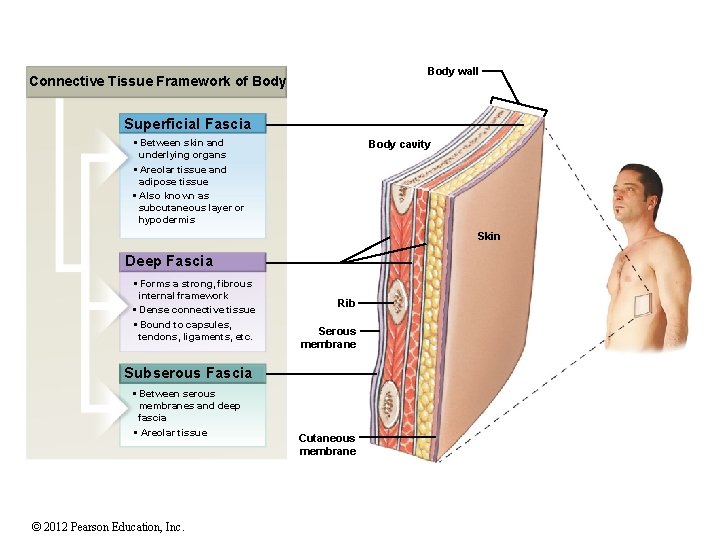 Body wall Connective Tissue Framework of Body Superficial Fascia • Between skin and underlying