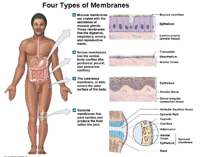 Four Types of Membranes © 2012 Pearson Education, Inc. 