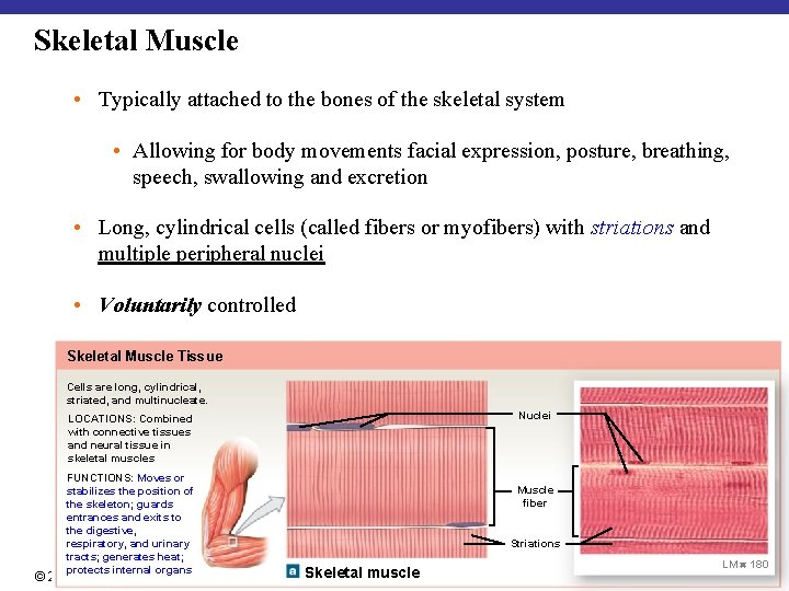 Skeletal Muscle • Typically attached to the bones of the skeletal system • Allowing