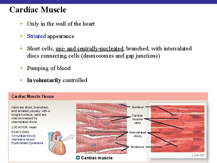 Cardiac Muscle • Only in the wall of the heart • Striated appearance •