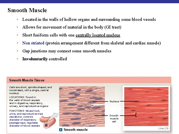 Smooth Muscle • Located in the walls of hollow organs and surrounding some blood