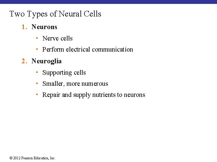 Two Types of Neural Cells 1. Neurons • Nerve cells • Perform electrical communication