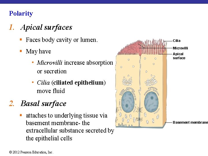 Polarity 1. Apical surfaces § Faces body cavity or lumen. § May have •