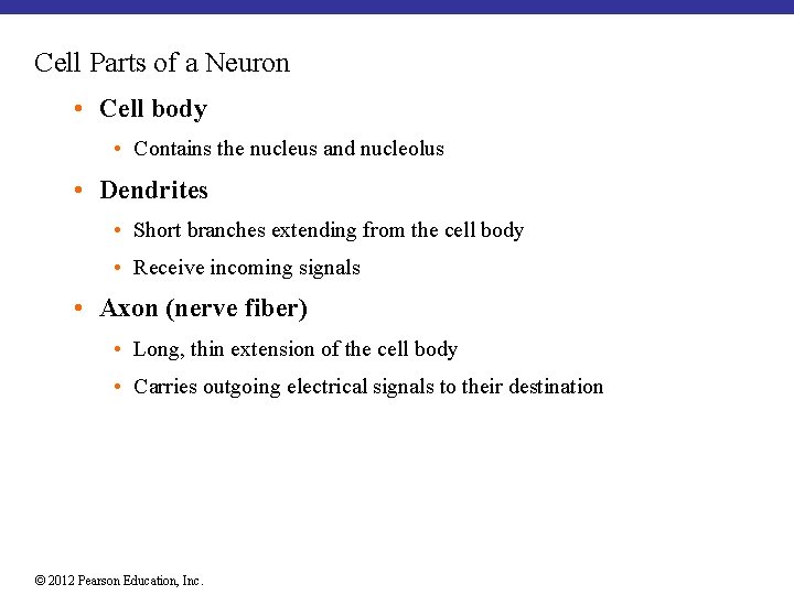 Cell Parts of a Neuron • Cell body • Contains the nucleus and nucleolus