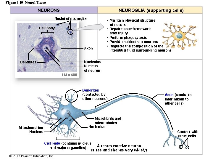 Figure 4 -19 Neural Tissue NEURONS NEUROGLIA (supporting cells) Nuclei of neuroglia Cell body