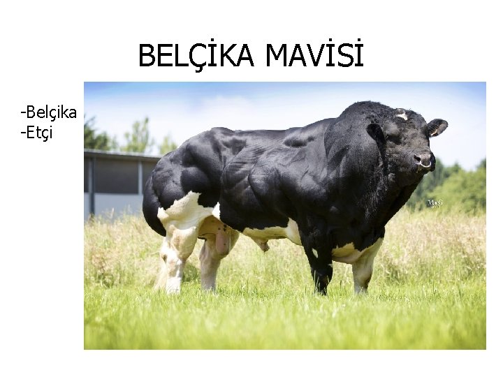 BELÇİKA MAVİSİ -Belçika -Etçi 