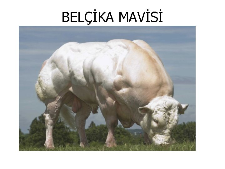 BELÇİKA MAVİSİ 