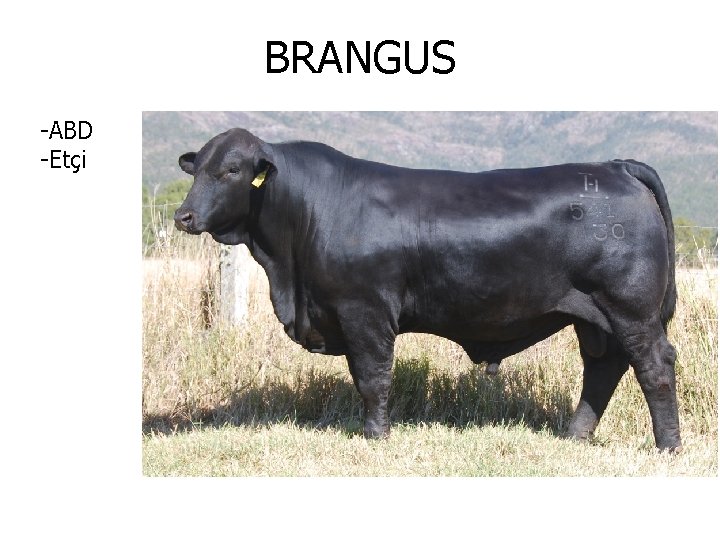 BRANGUS -ABD -Etçi 