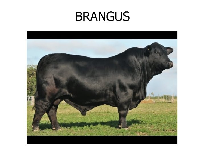 BRANGUS 